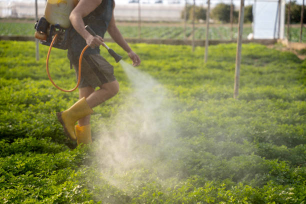 Best Local Pest Control Services  in Wright, FL