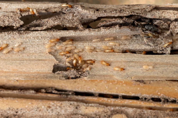 Best Pest Control for Homes  in Wright, FL