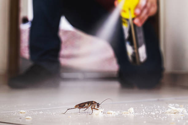 Wasp Removal Services in Wright, FL