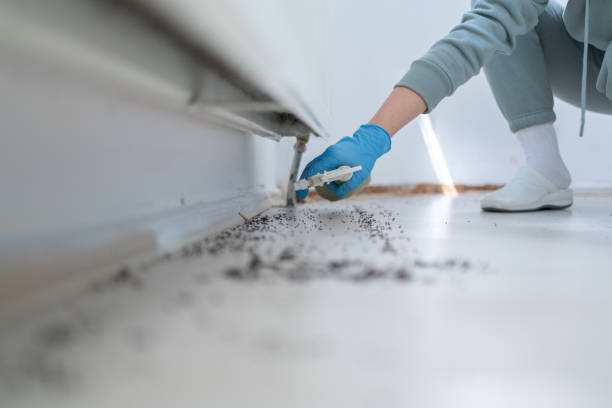 Best Bed Bug Extermination  in Wright, FL